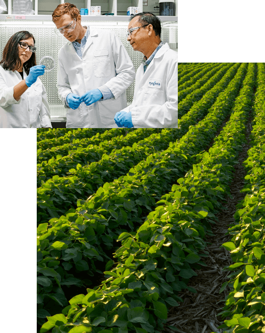 3 scientists studying a sample alongside a field of crops