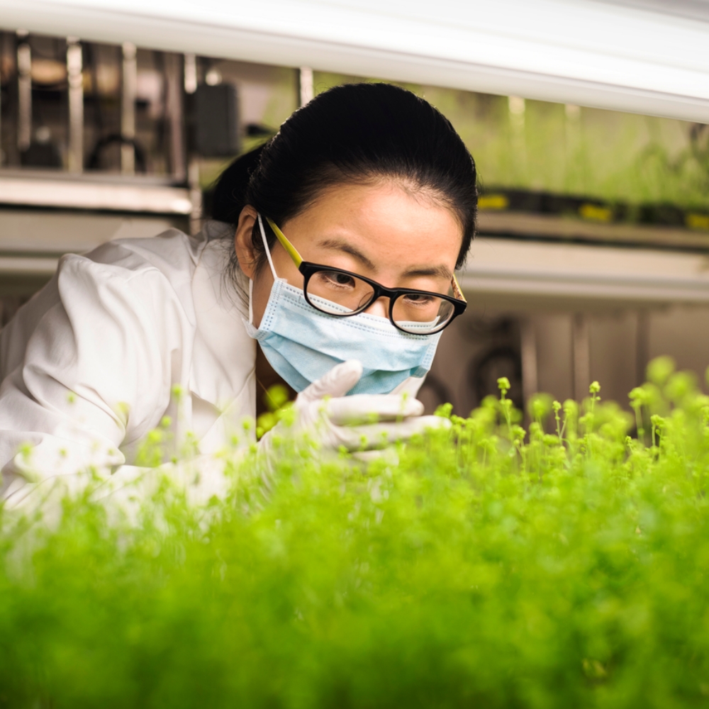 Scientist inspecting new crops in the lab