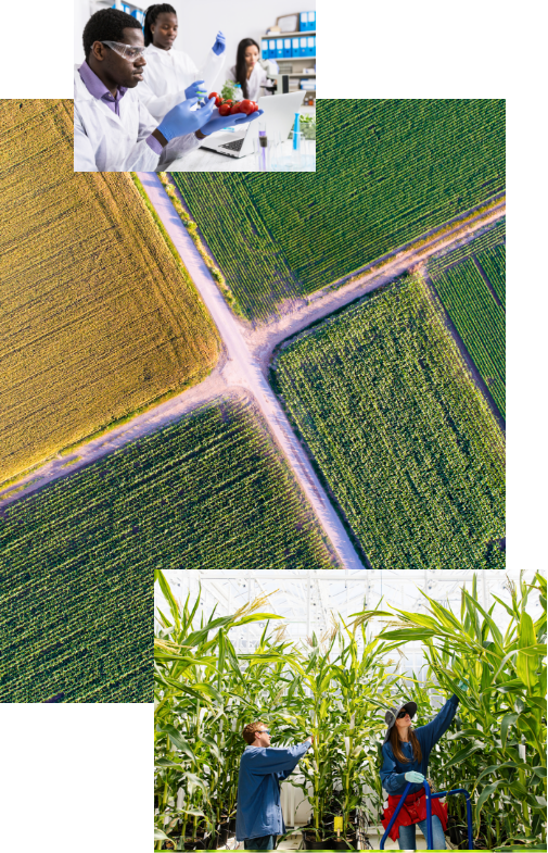 Scientists inspecting tomatoes, alongside open fields, and an image of 2 workers attending to tall crops in a big greenhouse