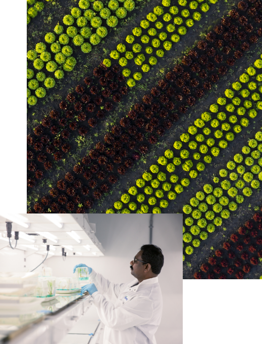 View of fields from above of produce, alongside an image of a scientist in a lab inspecting seedlings