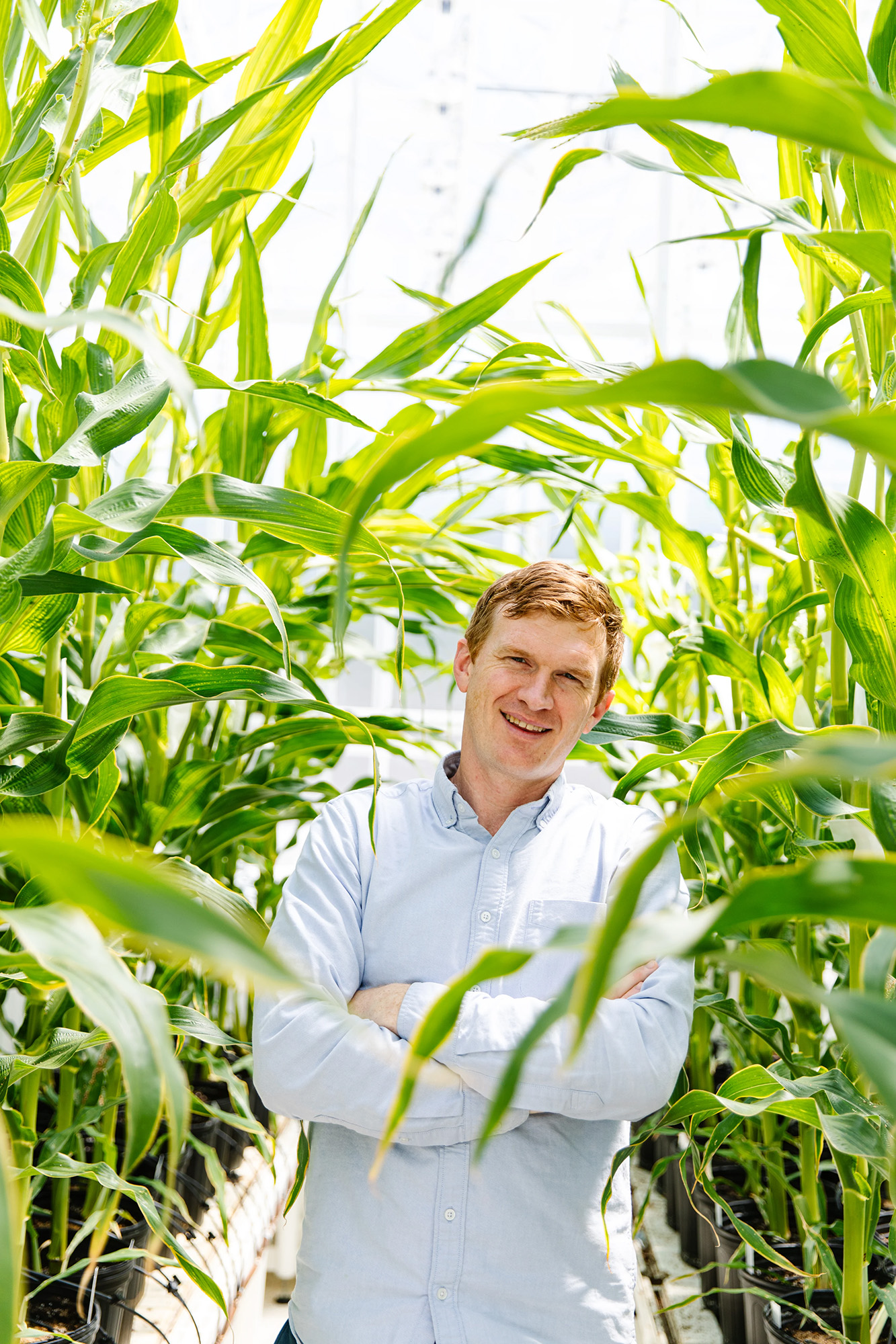 Timothy Kelliher standing amongst crops in a greenhouse