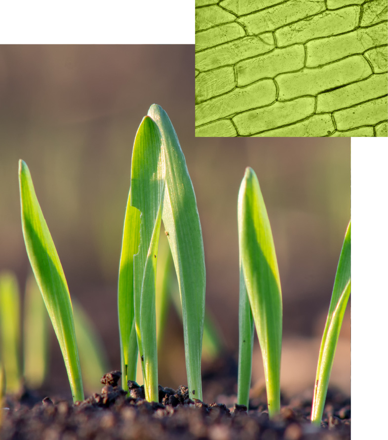 Seedlings and cells