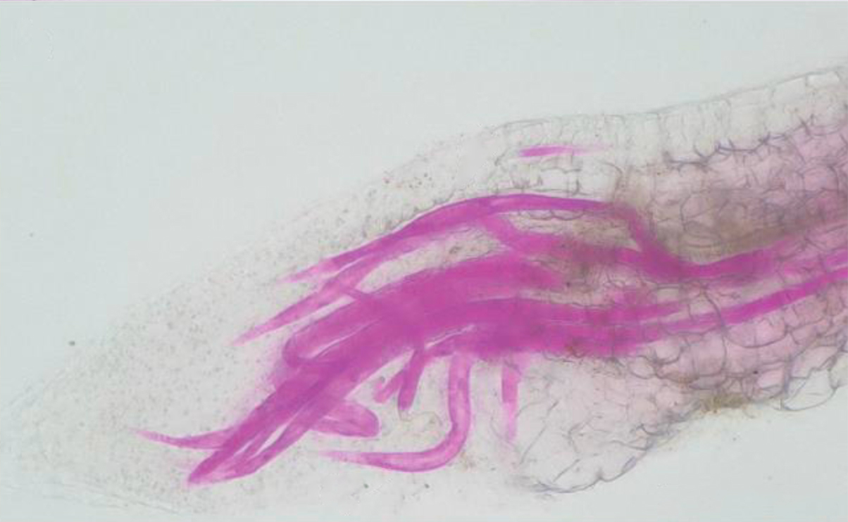 Juvenile nematodes shown in tomato root tips after infestation