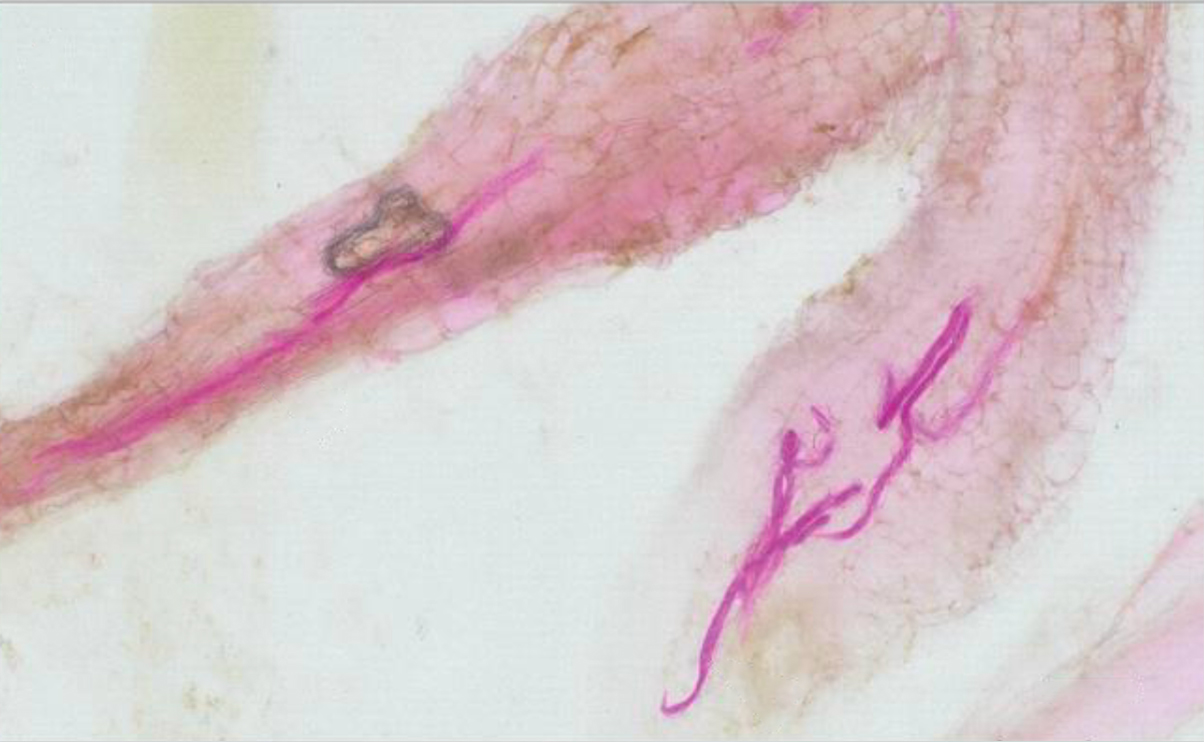 Juvenile nematodes shown in tomato root tips after infestation