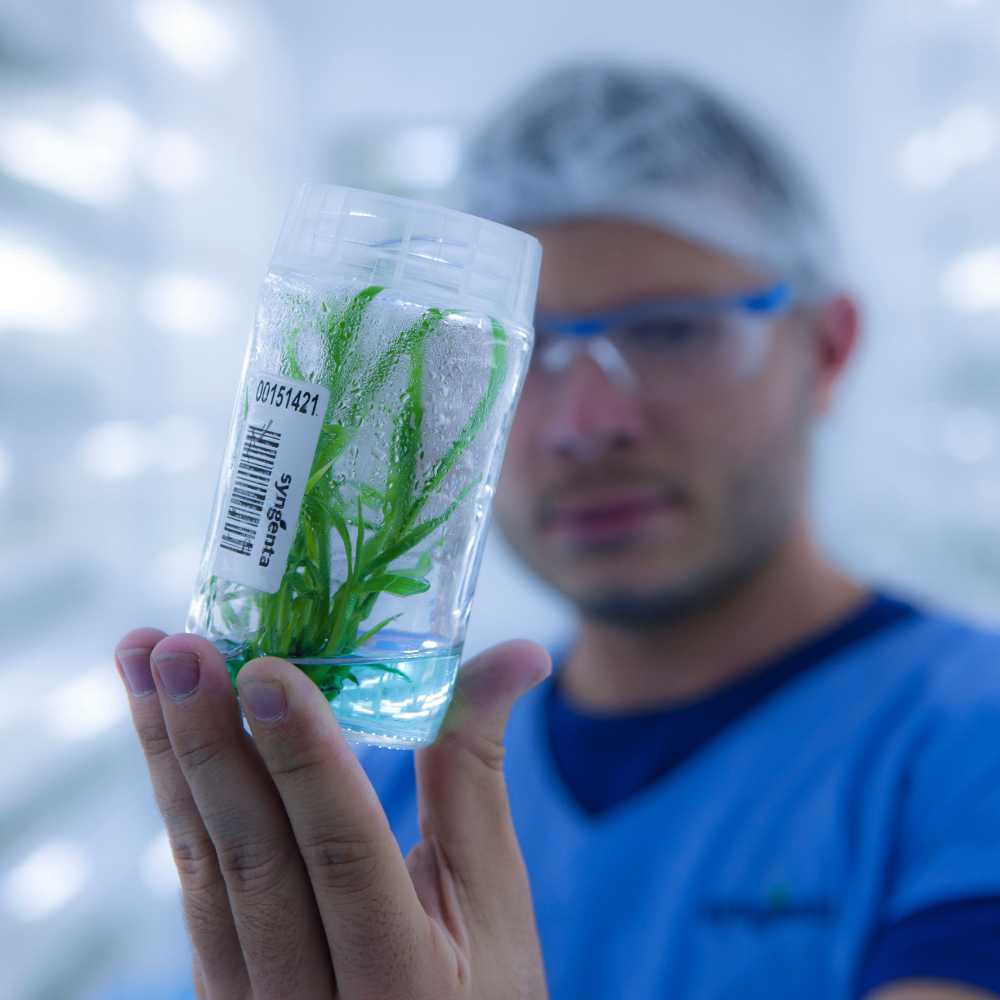 Scientist holding up seedling in container