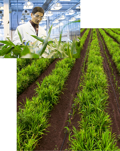 Scientist working in a lab + Agricultural field