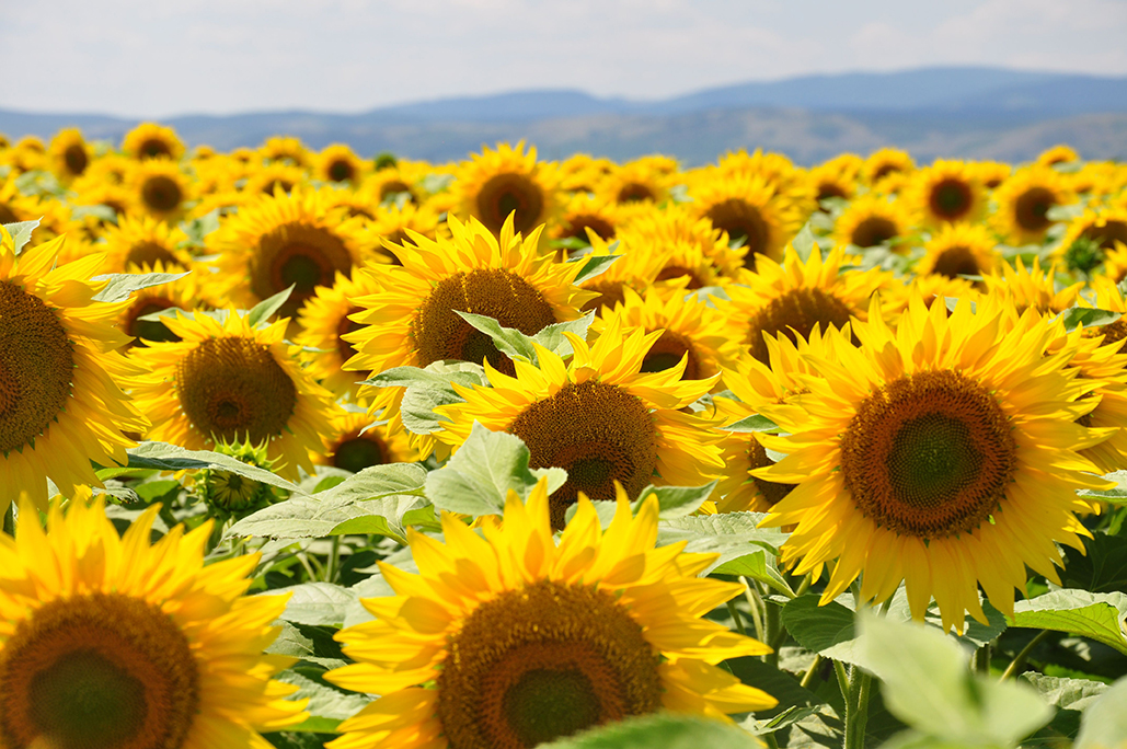 Crop Protection - Sunflower trial fields Bulgaria (Compressed)