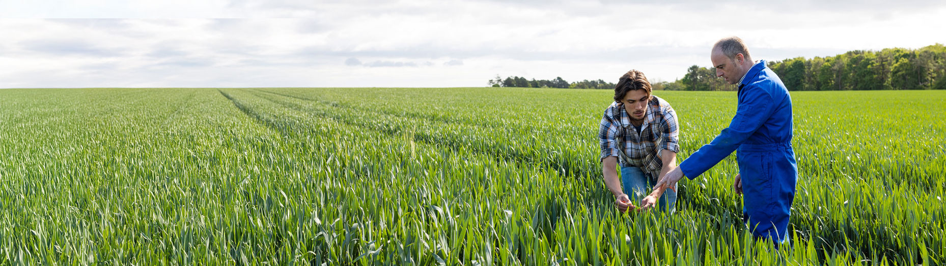 Buyer and farmer in a wheat field