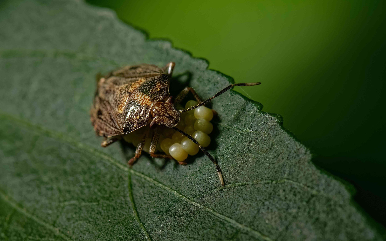 Brown stink but with its eggs on a green leaf 