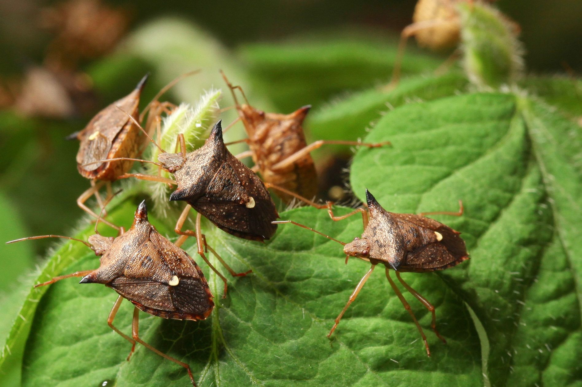 Euschistus heros on soybean