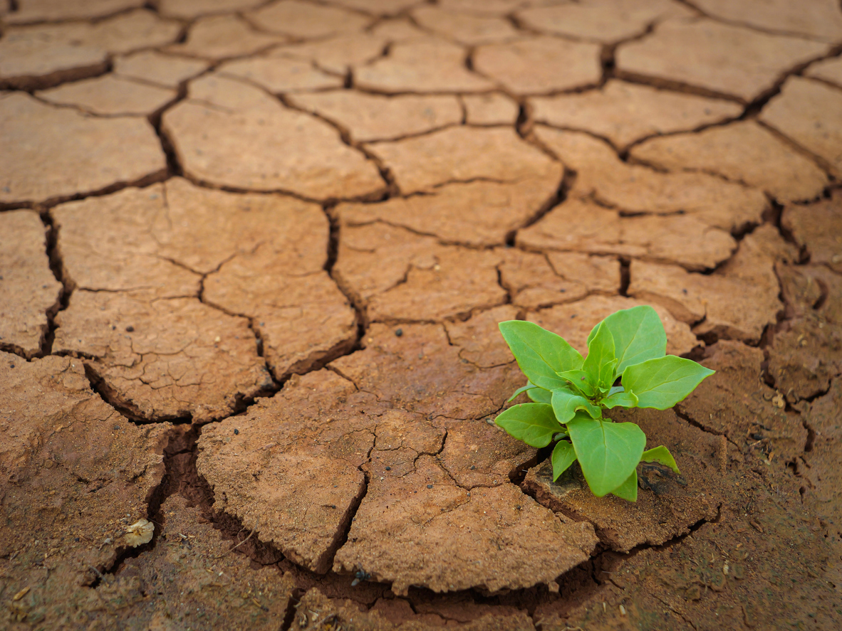 small plant growing out of drought-affected soil