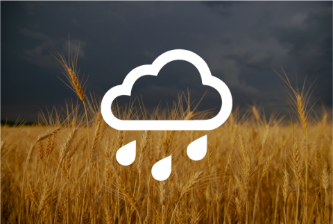 Raincloud icon over corn field with black clouds overhead