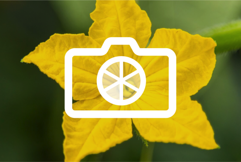 Camera icon on colourful flower